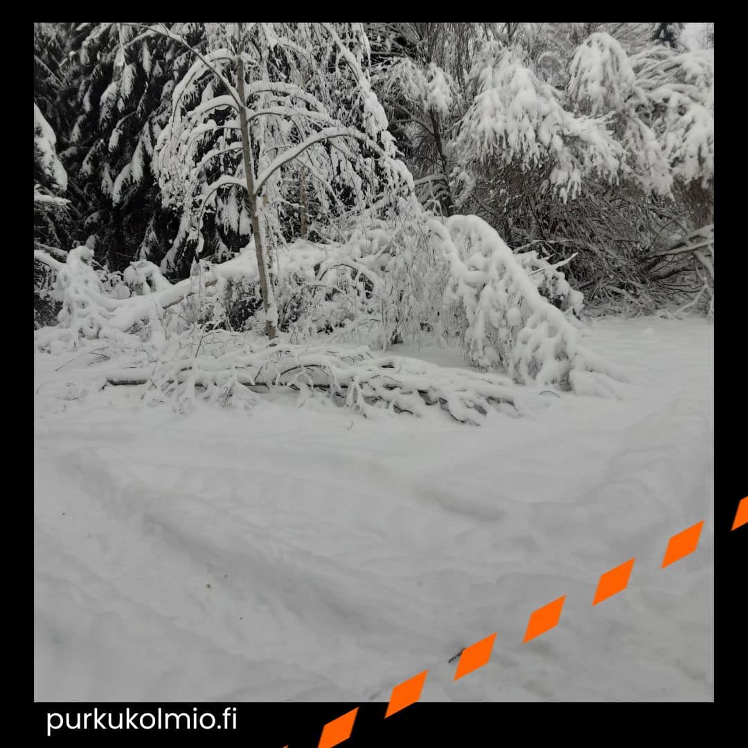Talvinen metsä - purkukolmio.fi