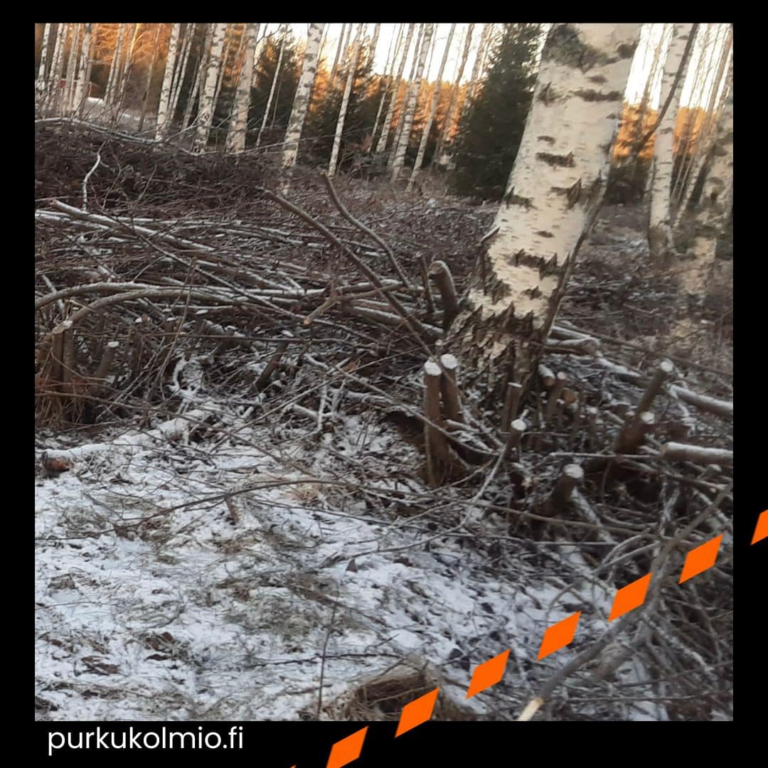 Kevättä metsässä - purkukolmio.fi