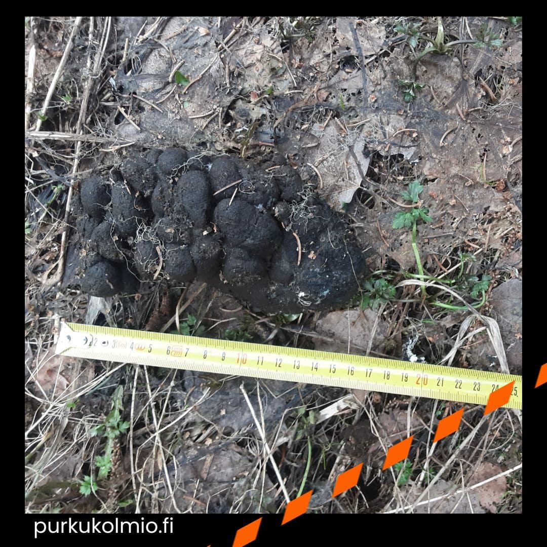 jättikakka - purkukolmio.fi