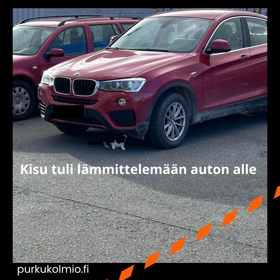 Lämmittelevä kissa - purkukolmio.fi
