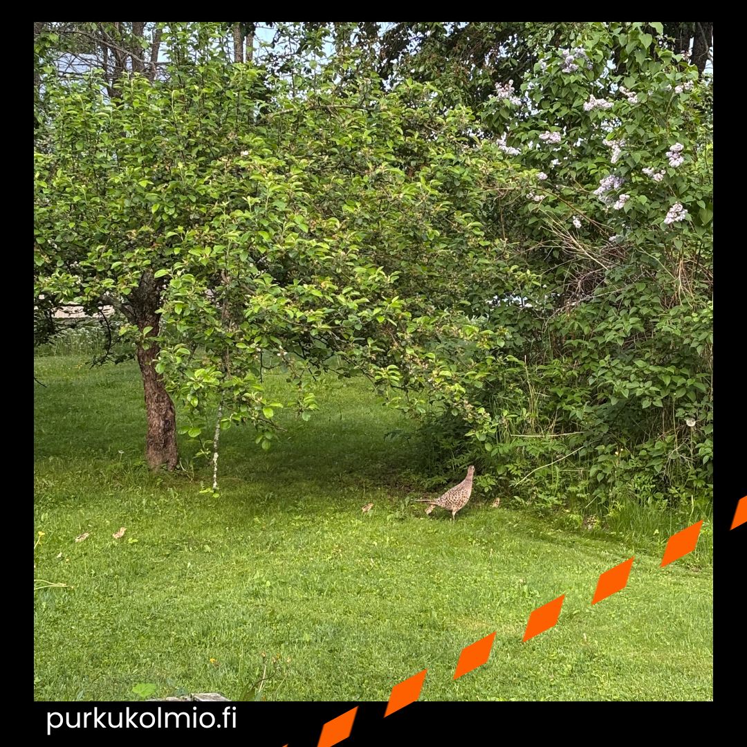 Fasaanivauvoja - purkukolmio.fi
