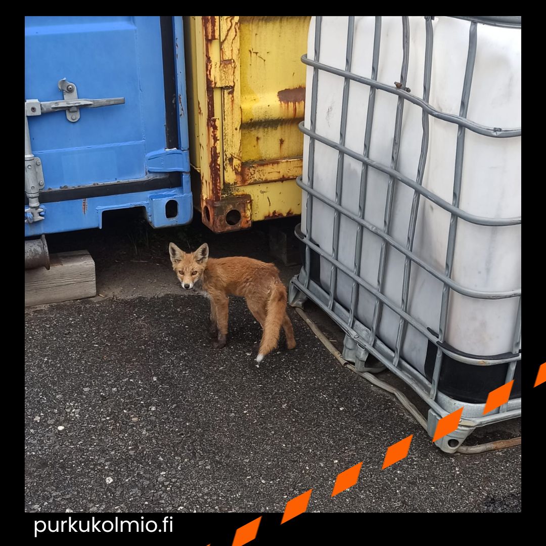 Hallikettu - purkukolmio.fi
