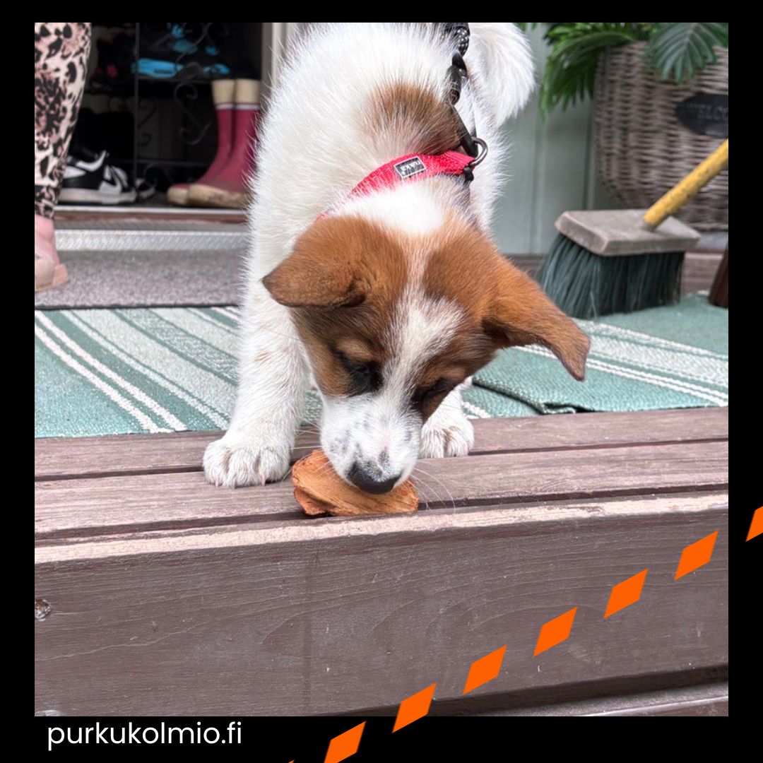 Koiravauva - purkukolmio.fi