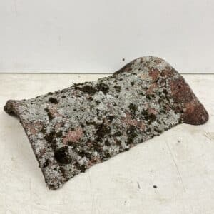 Harjatiili punainen pituus 34,5 cm sammaloitunut